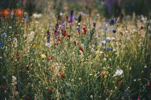 Full Guide on Planting Wildflowers from Seeds