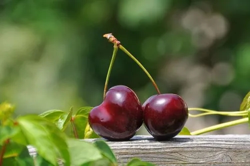 Full Guide on Growing Cherry Trees from Seeds
