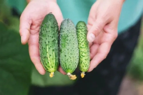 What Are the Best Cucumber Companion Plants?
