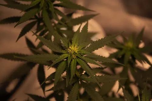 101 Guide on Male Marijuana Plants