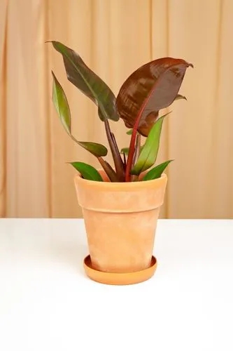 Philodendron Red Sun