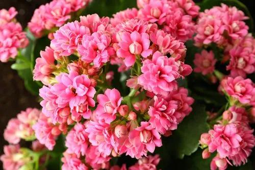 Kalanchoe