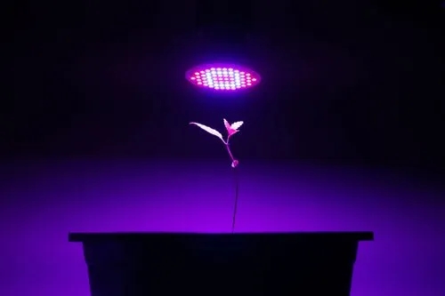 Can Plants Grow With Artificial Light