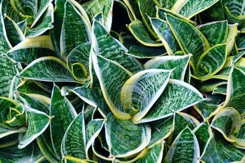 Birds Nest Snake Plant