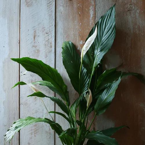 Spathiphyllum Wendlandii