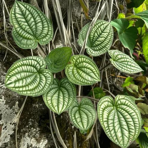 Peperomia albovittata