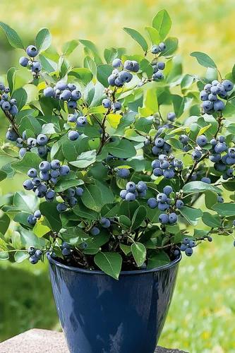 Sunshine Blue Blueberry