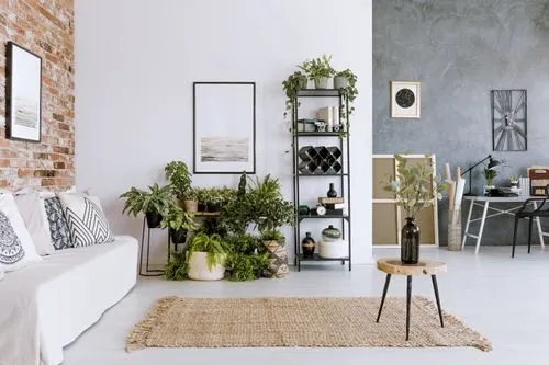 Big Indoor Plants to Decorate Your Living Room