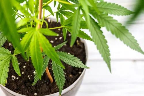 Marijuana Sativa