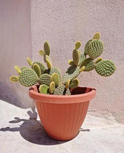 Nopal del desierto