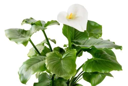 Calla Lelie
