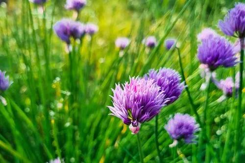 Chives