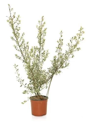 Argenteo variegata