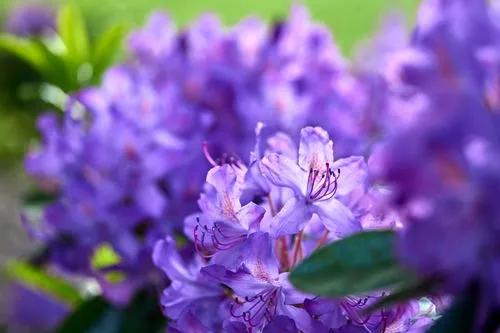 Ponticum-Rhododendron