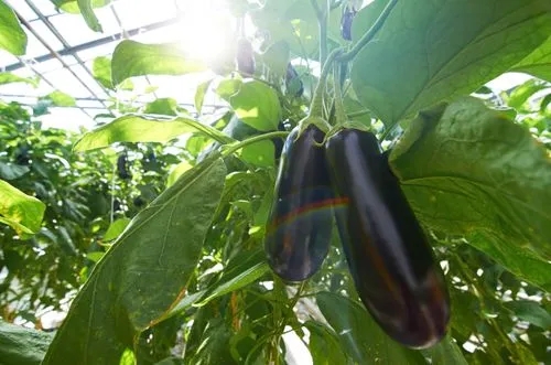 Best Eggplant Companion Plants to Grow in Your Garden