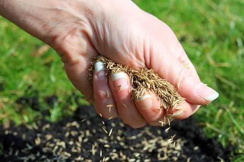 How Long Does It Take Grass Seed to Grow – Full Guide With Expert Tips