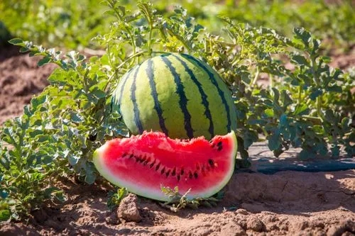 How to Grow Watermelon From Seed 