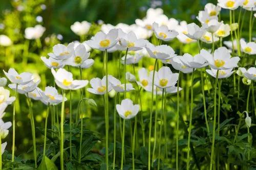 Anemone Sylvestris