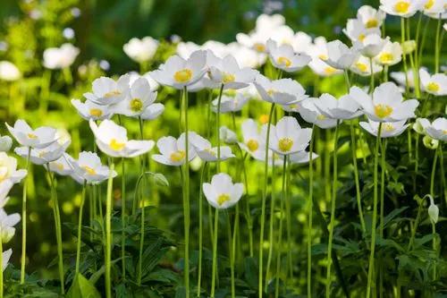 Anemone sylvestris