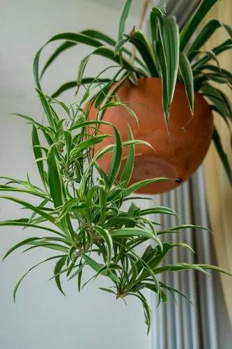 Spider Plant
