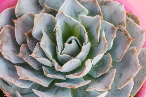 Echeveria pulidonis