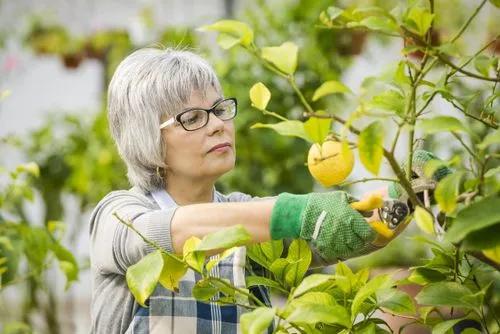 Lemon Tree Leaves Turning Yellow? – Reasons and Tips