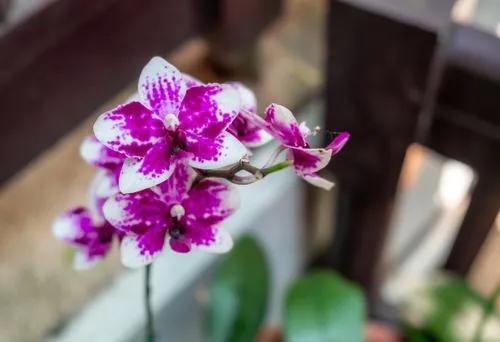 Orchidée chérie