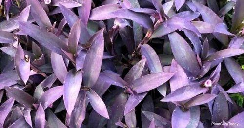 Purple Spiderwort