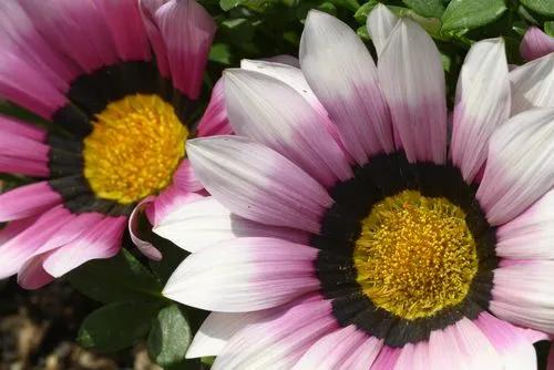 Fleur au trésor