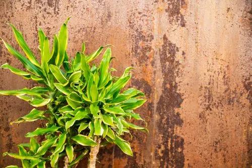 Dorado Dracaena