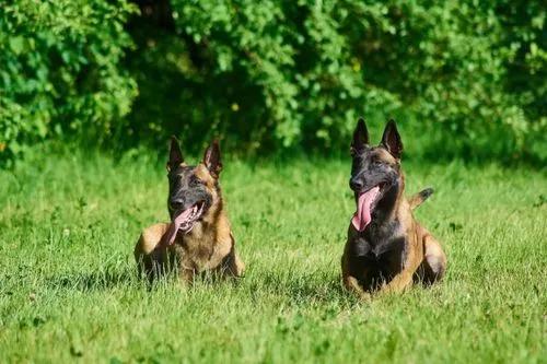 How to Stop Dog Urine from Killing Grass Naturally?