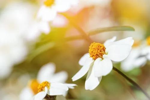 Zinnia a foglia stretta