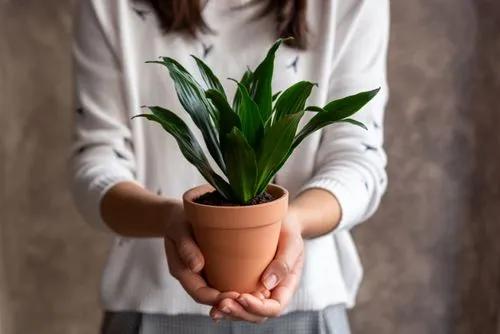 Dracena Carmen