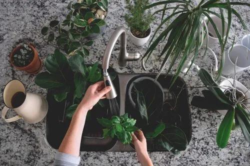 How Much & How Often to Water Indoor Plants?