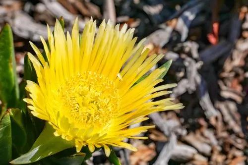 Iceplant