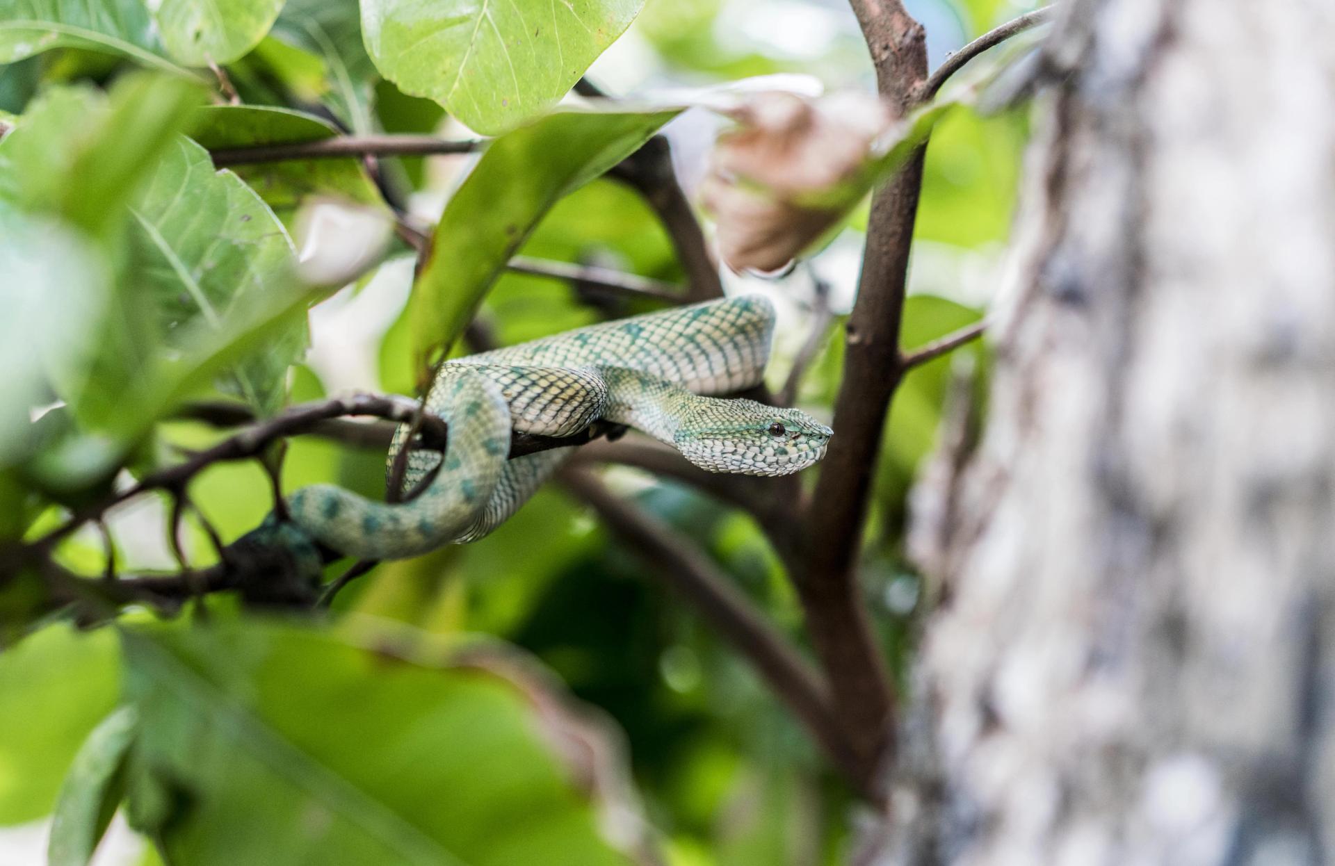 Snake on a Plant
