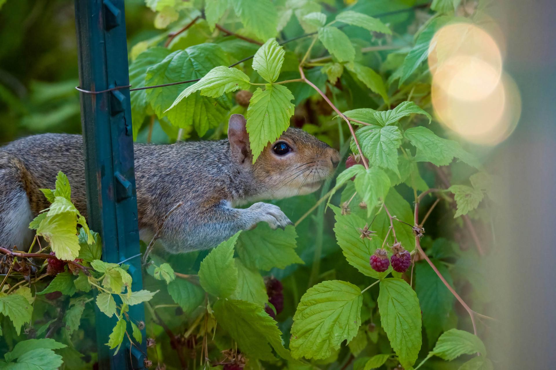 Squirrel And Raspberry