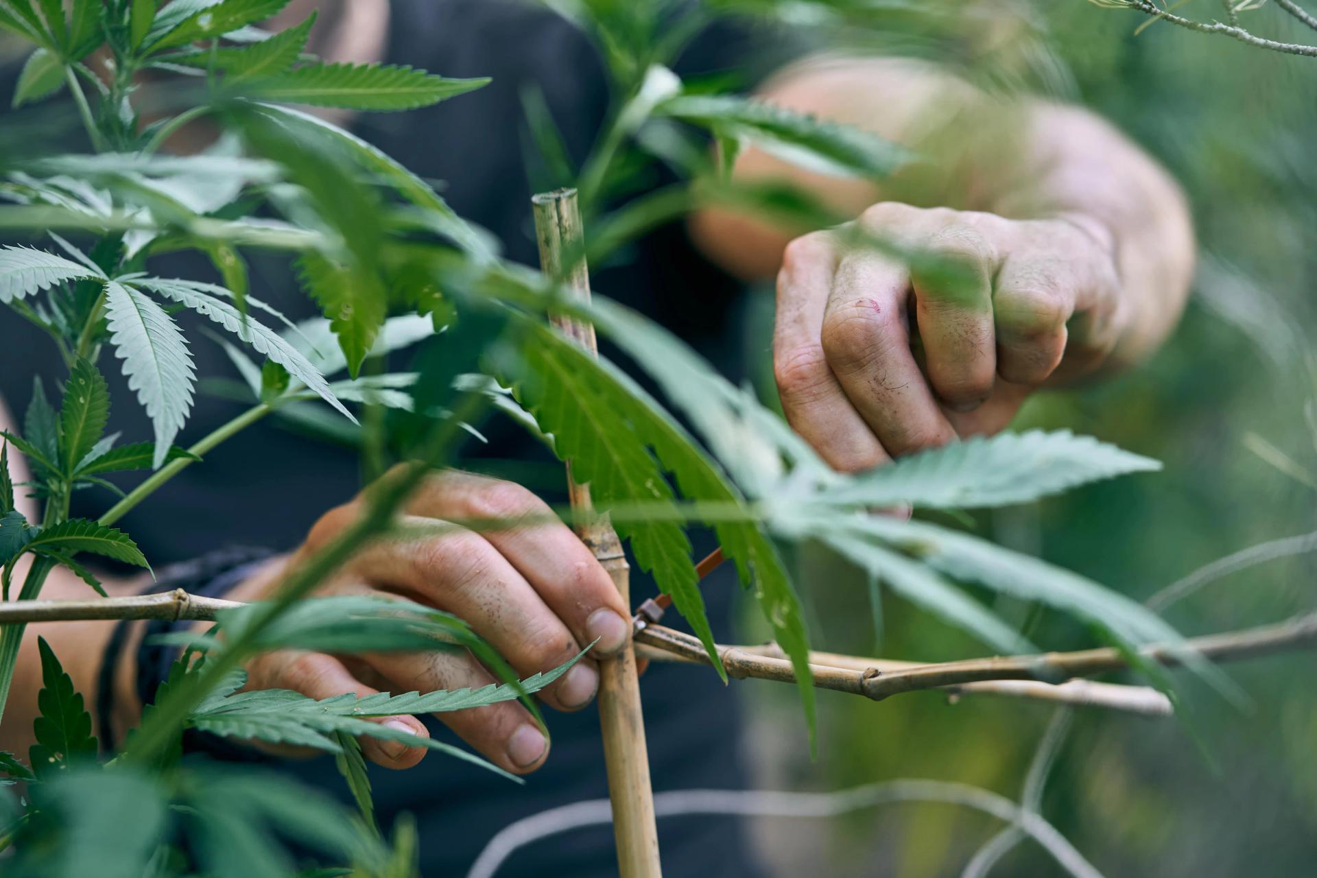 Roping Cannabis Plant Stems