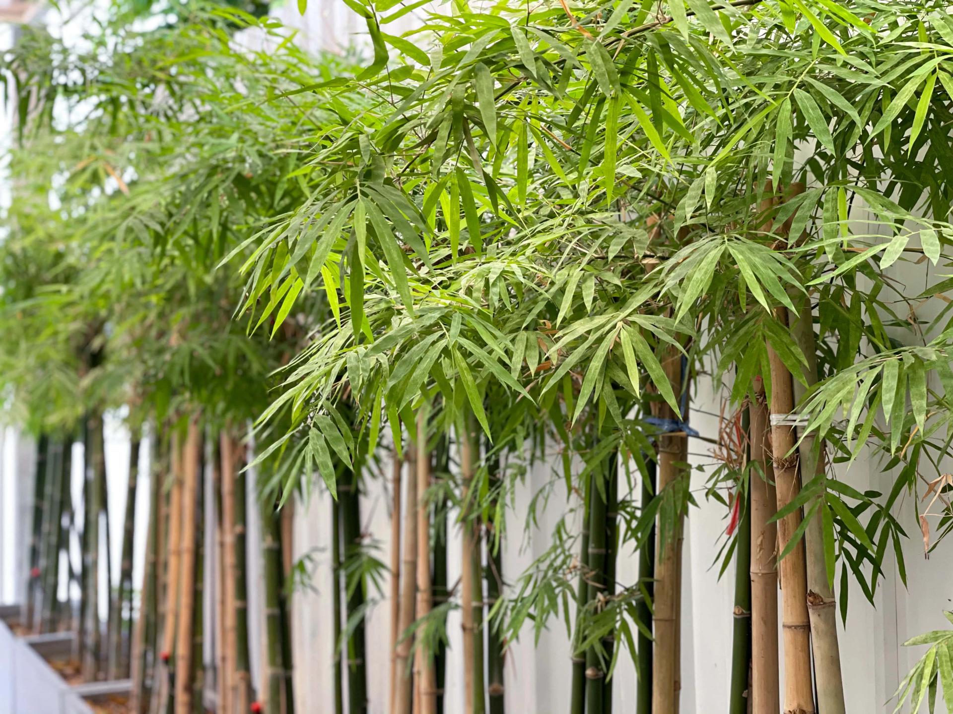 Bamboo in Pots
