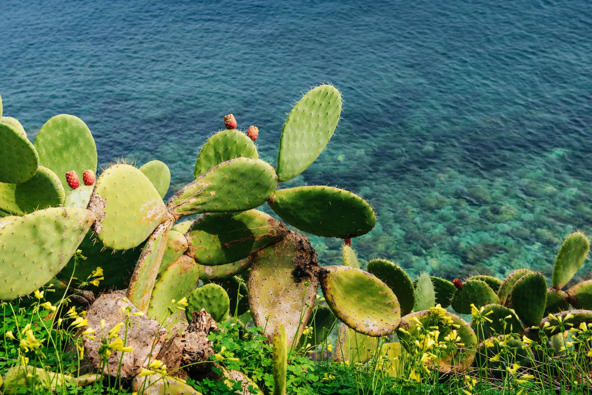 Cactus Growing Over Sea