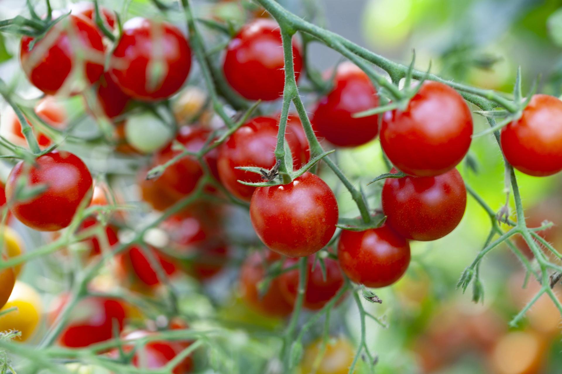 tomatoes-on-green-plant-2021-08-26-18-12-01-utc-min.jpg
