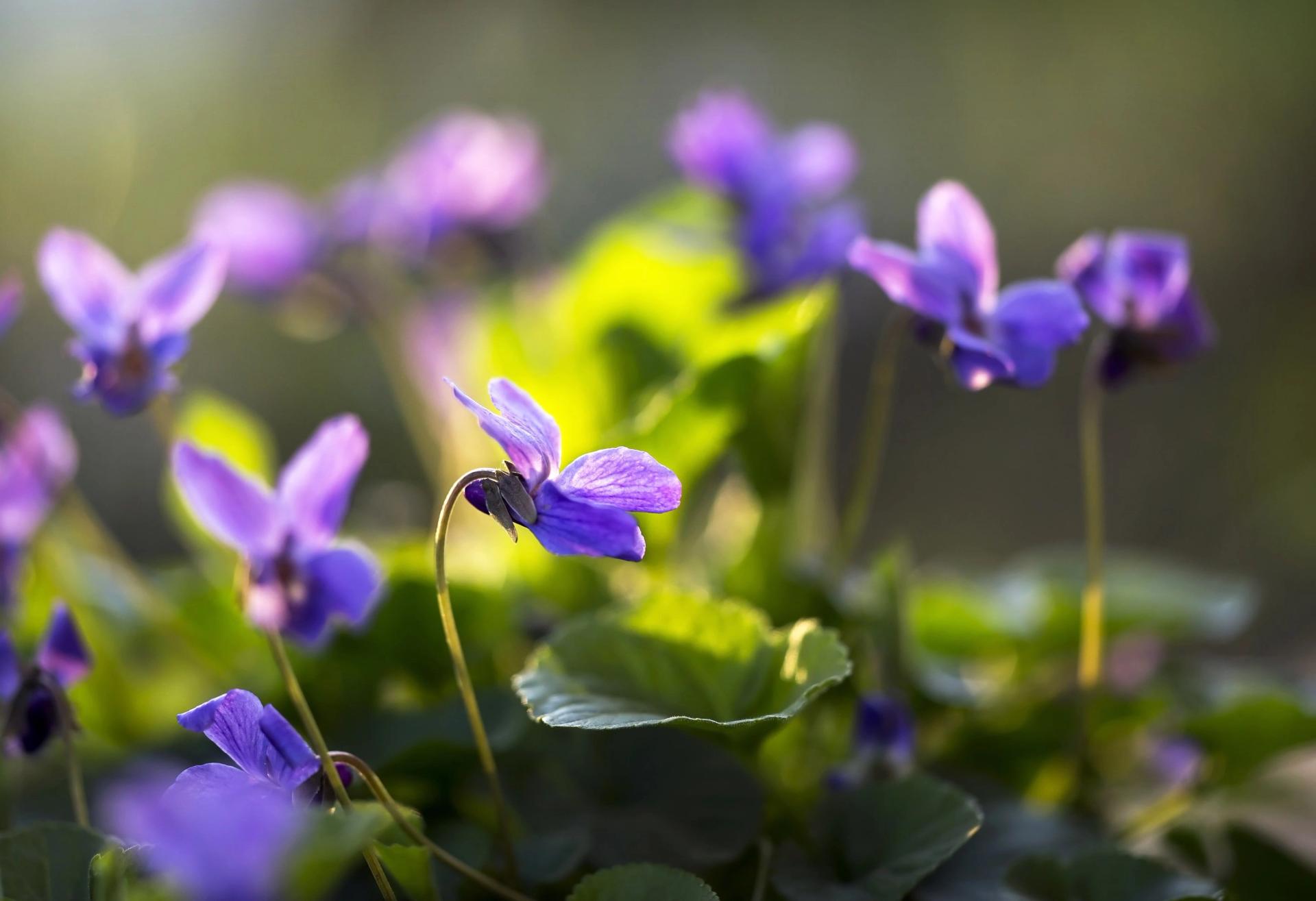 violet flowers.jpg