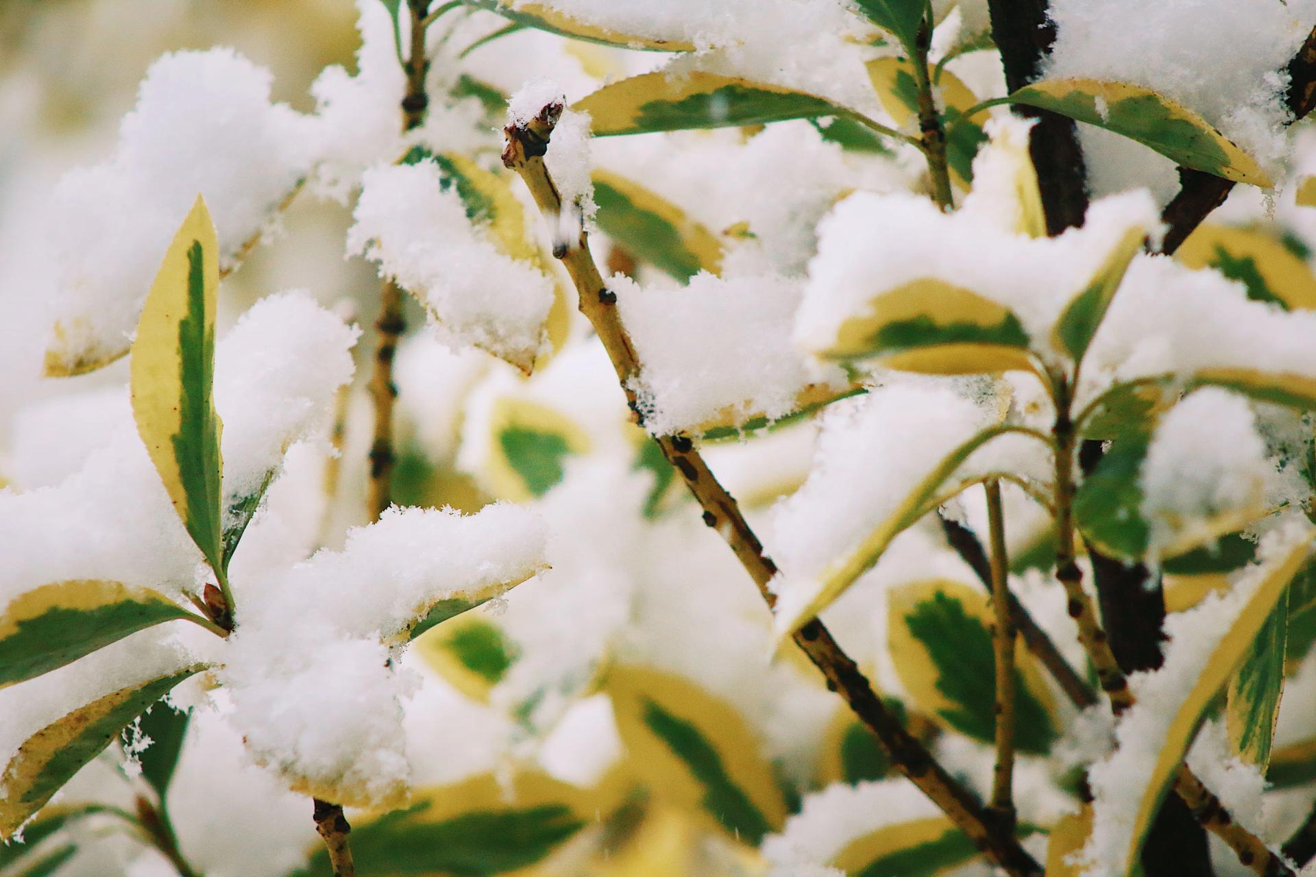 Variegated bush in snow