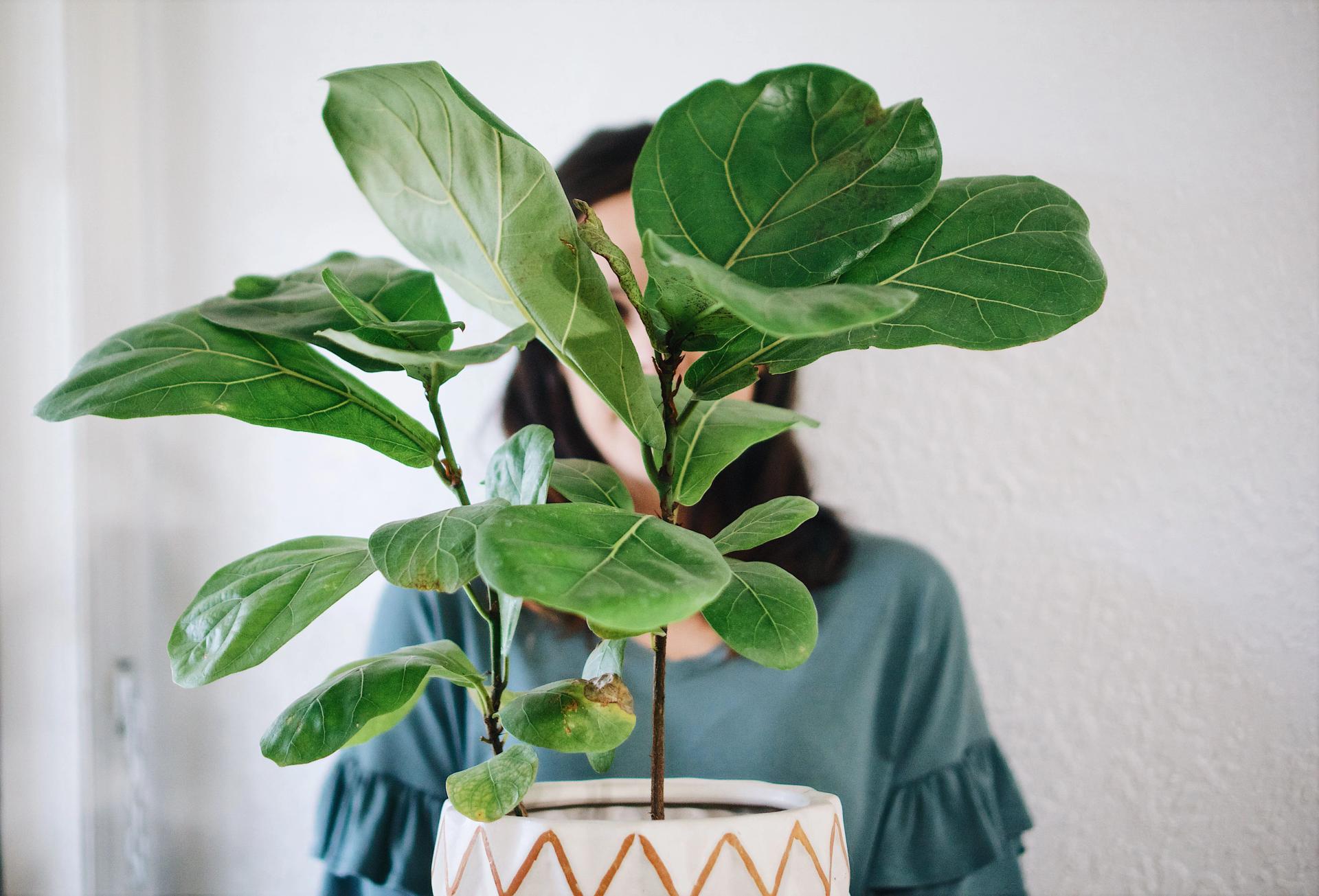 Fiddle Leaf Fig in a Pot Fiddle Leaf Fig in a Pot