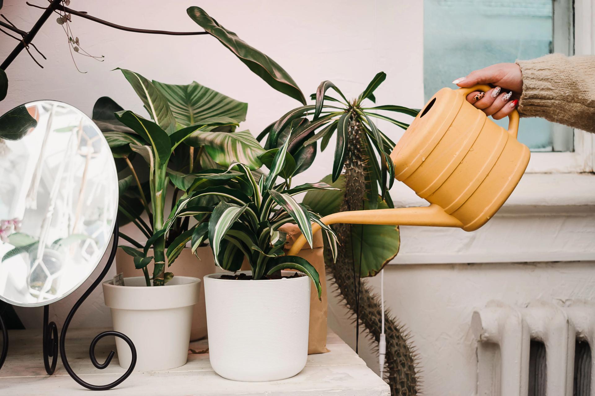 Watering Houseplants with Watering Pot
