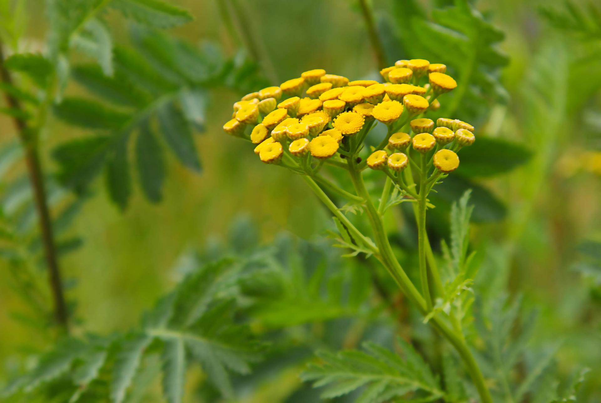 Tansy Flowers