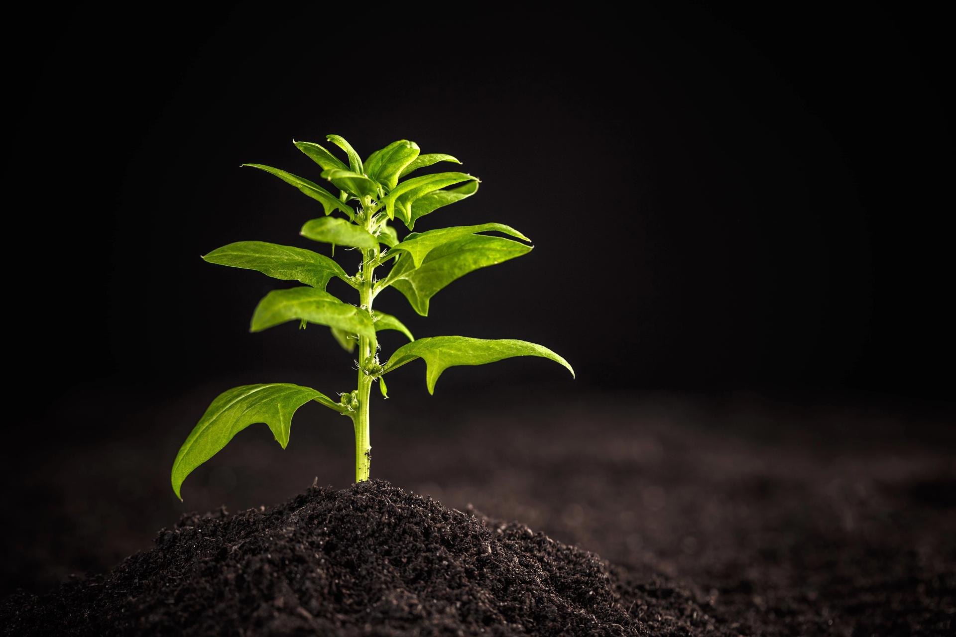 young-spinach-plant-2021-08-26-17-52-39-utc-min.jpg