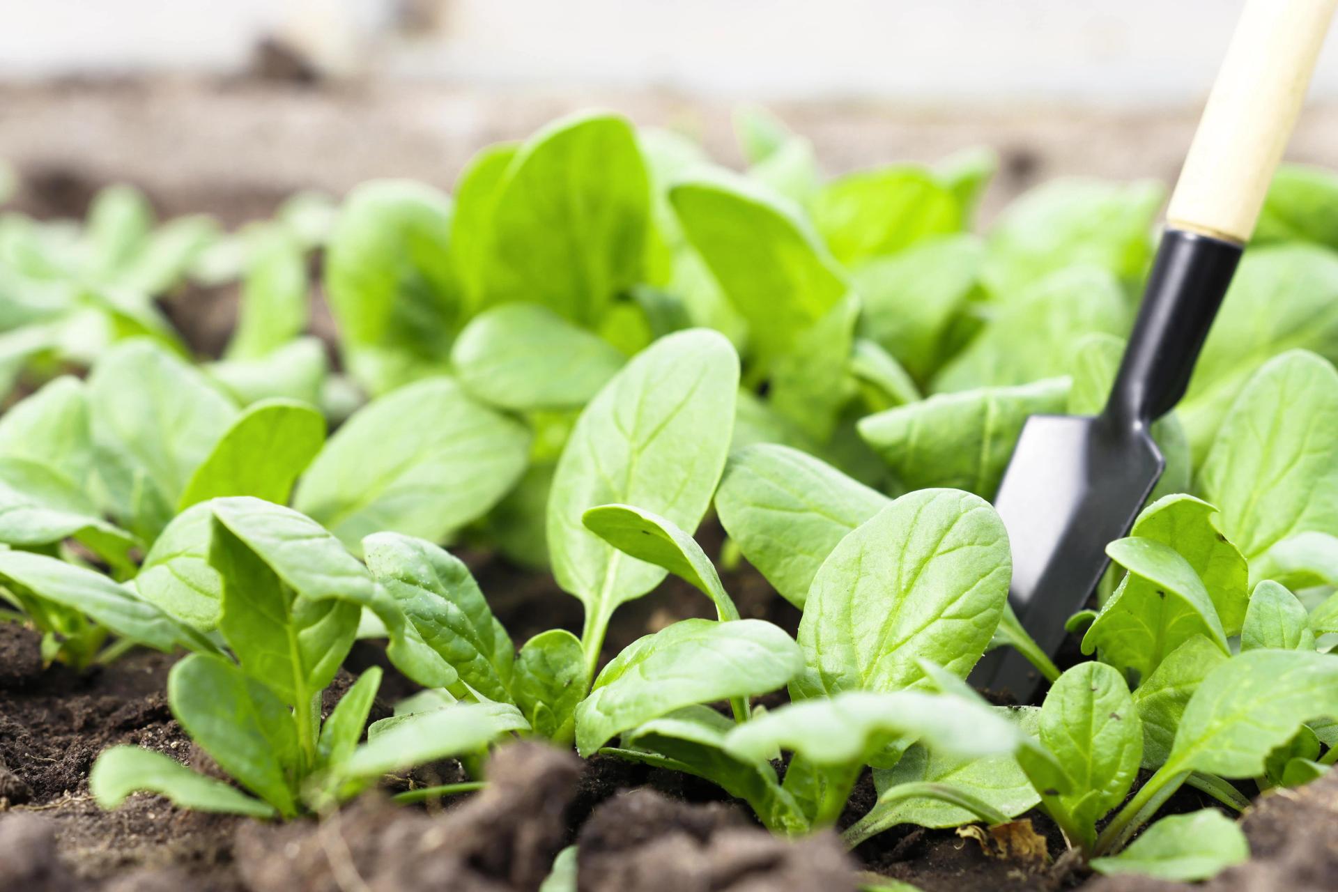 young-spinach-plants-outdoors-with-cultivation-too-2023-01-21-02-48-14-utc-min.jpg