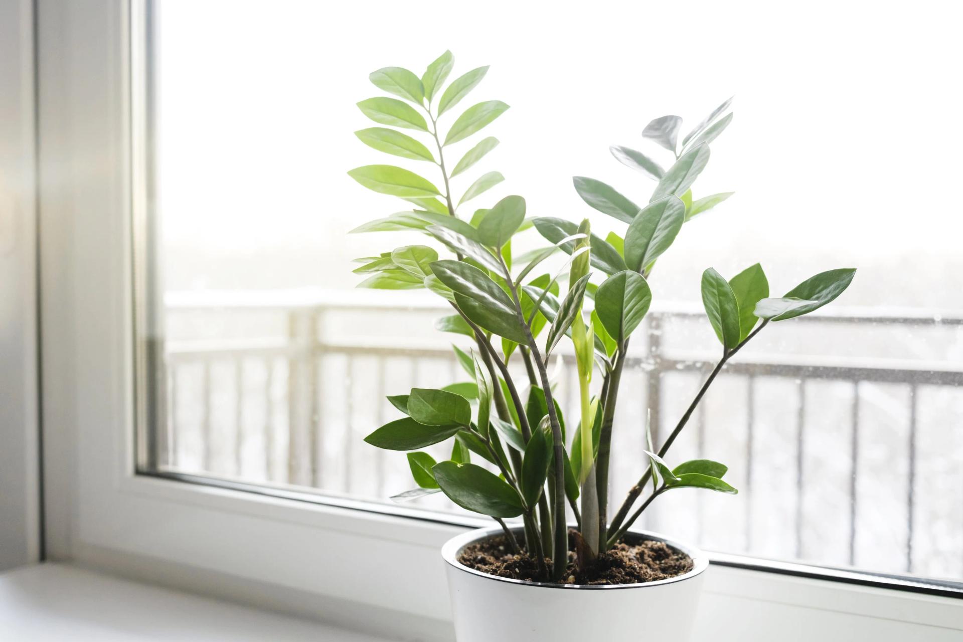 ZZ Plant near a Window