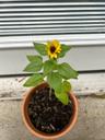 sunflower243